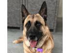 Adopt Cricket a Tan/Yellow/Fawn - with Black German Shepherd Dog dog in Ben