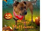 Adopt Puffs a Boxer / Mixed dog in San Gabriel, CA (40563725)