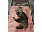 Adopt Danielle a Brown or Chocolate Domestic Shorthair (medium coat) cat in Lake