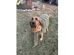 Adopt Bella a Red/Golden/Orange/Chestnut - with White Bloodhound / Mixed dog in