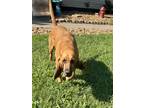 Adopt Baby Girl a Red/Golden/Orange/Chestnut - with White Bloodhound / Mixed dog