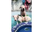 Adopt Princess Zara a Dogo Argentino / Mixed dog in Uwchlan, PA (39133197)