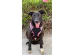 Adopt Roxy a Black - with White Labrador Retriever / German Shepherd Dog dog in