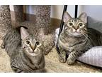 Adopt Lili and Mari a Brown Tabby Domestic Shorthair (short coat) cat in Manitou