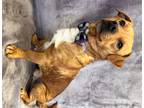 Adopt Joey a Red/Golden/Orange/Chestnut - with White Pug / Mixed dog in Lodi