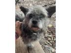 Adopt Lily (China) a Gray/Silver/Salt & Pepper - with Black Jack Russell Terrier