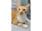 Adopt Rusty a Orange or Red Tabby Domestic Shorthair (short coat) cat in Ocean