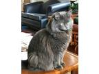 Adopt Greta a Gray or Blue Nebelung (long coat) cat in Ypsilanti, MI (40561057)