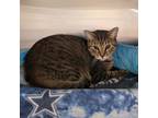 Adopt Disney Prince & Princess - Flynn a Brown Tabby Domestic Shorthair / Mixed