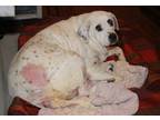 Adopt Isabell (Spayed) Pics 1/17/24 a White - with Black American Pit Bull