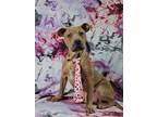 Adopt Doodlebug a Tan/Yellow/Fawn Pit Bull Terrier / Mixed Breed (Medium) /