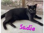 Adopt Sadie a All Black American Shorthair (short coat) cat in Lakeland