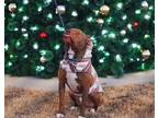 Adopt William a Brown/Chocolate American Pit Bull Terrier / Mixed dog in