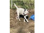 Adopt Roscoe in Shreveport a White - with Black Boston Terrier / Cattle Dog /