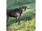 Adopt Lucy a Black - with White Boston Terrier / Mixed Breed (Medium) / Mixed