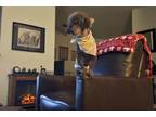 Adopt Simon a Gray/Blue/Silver/Salt & Pepper Poodle (Toy or Tea Cup) / Mixed dog