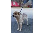 Adopt Stella a Red/Golden/Orange/Chestnut - with White Australian Cattle Dog /