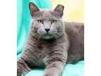 Adopt Misty a Gray or Blue Korat (short coat) cat in Seminole Blvd