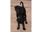 Adopt Jade a Black Labrador Retriever / German Shorthaired Pointer / Mixed dog