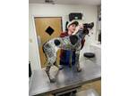 Adopt Willow a Black - with White German Shorthaired Pointer / Hound (Unknown