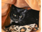 Adopt Dexter a All Black Domestic Shorthair / Mixed Breed (Medium) / Mixed