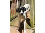 Adopt Matilda a White - with Black Great Dane / Mixed dog in Winder