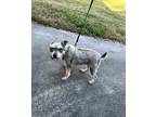 Adopt Gracie a Gray/Silver/Salt & Pepper - with White Schnauzer (Miniature) /