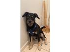 Adopt Aki a Black - with White Husky / Rottweiler / Mixed dog in Elk Grove