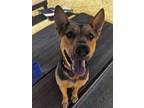 Adopt Lucky a Black German Shepherd Dog / Cattle Dog / Mixed dog in Stagecoach