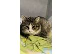 Adopt Minny a Gray or Blue Domestic Shorthair / Mixed Breed (Medium) / Mixed