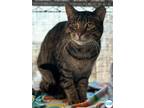 Adopt Gary a Brown Tabby Domestic Shorthair (short coat) cat in Faribault