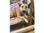 Adopt Wera a Tan/Yellow/Fawn Siberian Husky / German Shepherd Dog / Mixed dog in