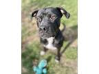 Adopt Beluga a Black American Pit Bull Terrier / Mixed Breed (Medium) / Mixed