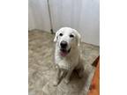 Adopt Crandall a White - with Tan, Yellow or Fawn Great Pyrenees / Mixed dog in