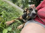 Adopt venus a Brown/Chocolate Boxer / Mixed Breed (Medium) / Mixed (short coat)