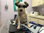 Adopt Fritz-LOVES DOGS! a Gray/Silver/Salt & Pepper - with White Schnauzer