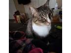 Adopt Rose a Brown Tabby Domestic Shorthair / Mixed (short coat) cat in Locust