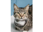 Adopt Lala a Brown Tabby Domestic Shorthair / Mixed Breed (Medium) / Mixed