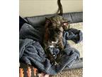 Adopt Baby (SC) a Brindle Mixed Breed (Medium) dog in San Angelo, TX (40542462)