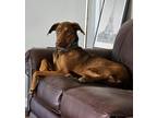 Adopt Abigail a Red/Golden/Orange/Chestnut Vizsla / Doberman Pinscher / Mixed