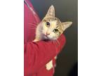 Adopt Mimi a Tan or Fawn Tabby Domestic Shorthair (short coat) cat in Seattle