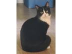 Adopt Stewie a Black & White or Tuxedo Domestic Shorthair (short coat) cat in