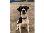 Adopt Sir Maximus a Black Mixed Breed (Small) / Mixed Breed (Medium) / Mixed