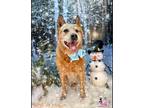 Adopt Roxie a Red/Golden/Orange/Chestnut Blue Heeler / Mixed dog in Winchester