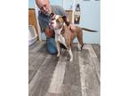 Adopt Bug a Tan/Yellow/Fawn - with White Pit Bull Terrier / Staffordshire Bull