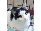 Adopt Ivy a Black & White or Tuxedo Domestic Shorthair (short coat) cat in