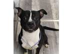 Adopt Bond a Black - with White Staffordshire Bull Terrier / Pit Bull Terrier /