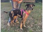 Adopt Callie - SC a Merle Catahoula Leopard Dog / Mixed dog in Warren