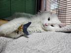 Adopt Elf a White Turkish Angora (long coat) cat in Trenton, MI (40540353)