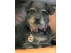 Adopt LUCY a Black - with Gray or Silver Schnauzer (Miniature) / Hound (Unknown